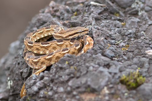 Photo of a Jiboinha (Tropidodryas striaticeps)