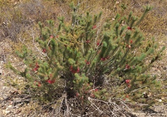 Melaleuca hirsuta, photograph (c) Robert Webster, some rights reserved (CC BY-SA)