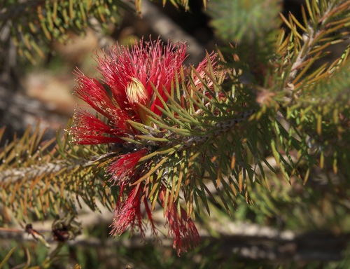 Melaleuca hirsuta