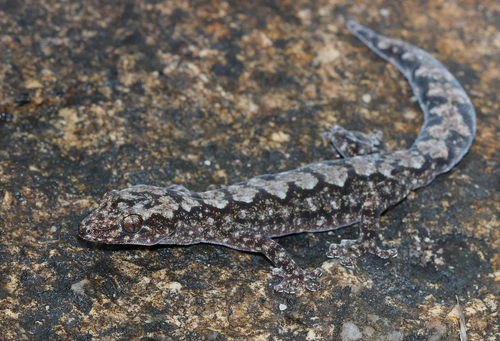 Lesueur's Velvet Gecko