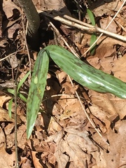 Erythronium americanum