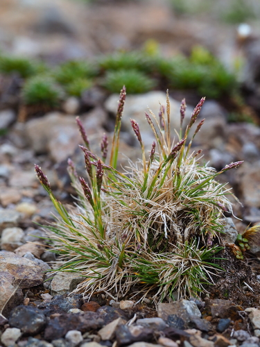 Agrostis subulata observed 2023-01-18