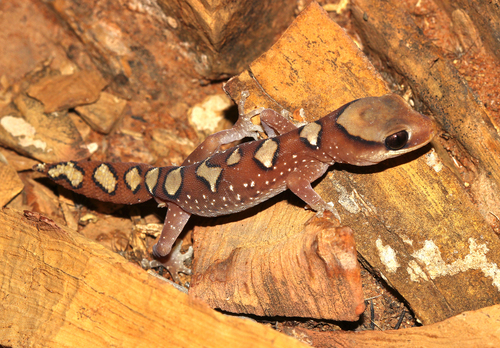 Diplodactylus tjoritjarinya