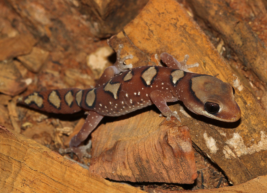 Helmeted Gecko