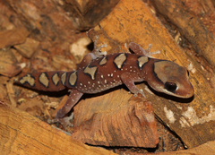 Helmeted Gecko photo 2
