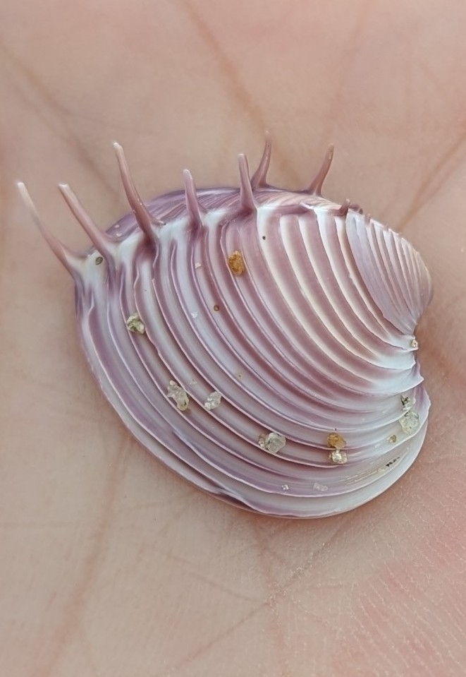 Royal Comb Venus