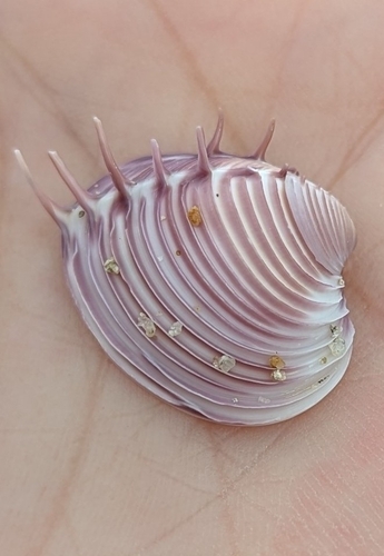 Royal Comb Venus