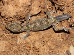 Tesselated Gecko photo 2