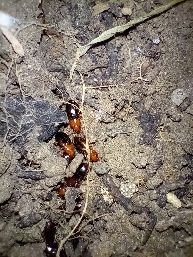 Bradycellus nitidus