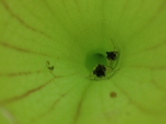 Exyra semicrocea