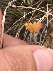 Linum puberulum