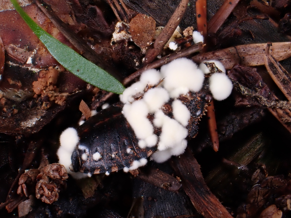 Beauveria pseudobassiana