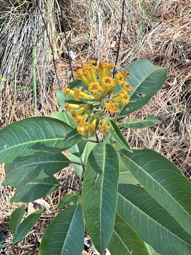Cestrum aurantiacum
