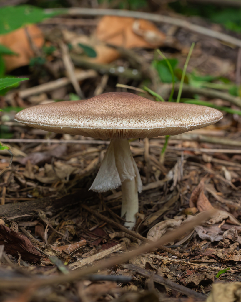 almond mushroom