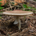 Almond Mushroom - Photo (c) Denis Zabin, some rights reserved (CC BY), uploaded by Denis Zabin
