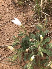 Oenothera albicaulis