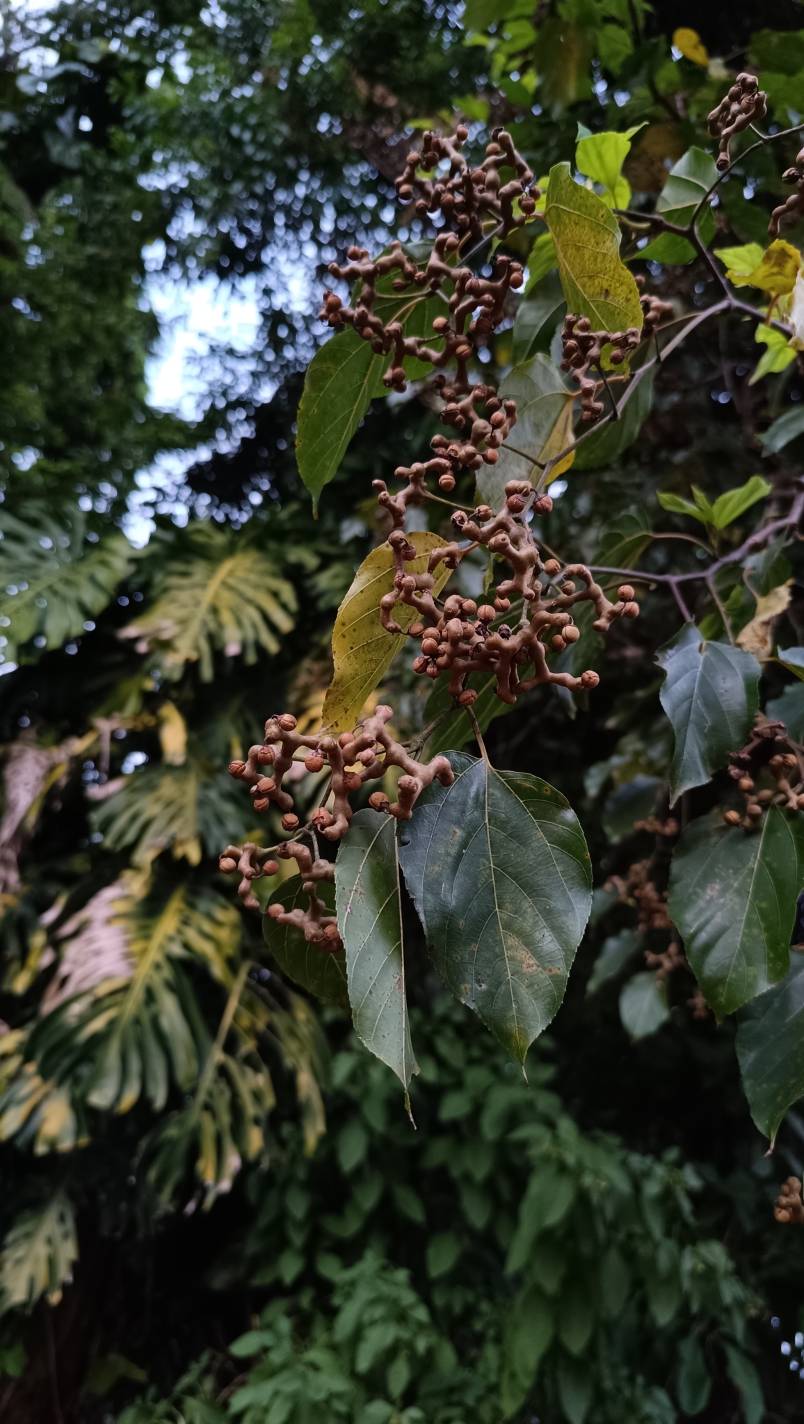 Imagem de Uva-do-japão