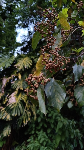 Foto de Uva-do-japão