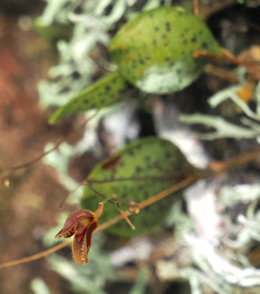 Pabstiella sordida