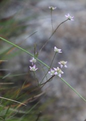 Alepidea natalensis