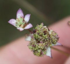 Alepidea natalensis