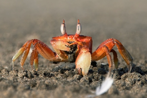 Painted Ghost Crab
