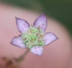 Alepidea natalensis