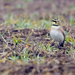 Dusky Horned Lark - Photo (c) Andrew Thomas, some rights reserved (CC BY-NC), uploaded by Andrew Thomas