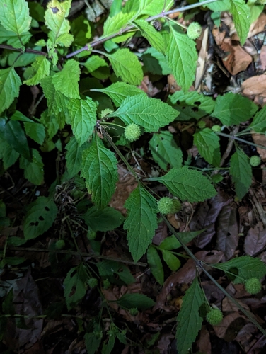 Image of Hyptis capitata by (c) Tom and T Herman, some rights reserved (CC BY)