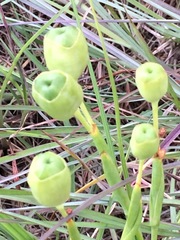 Nemastylis geminiflora