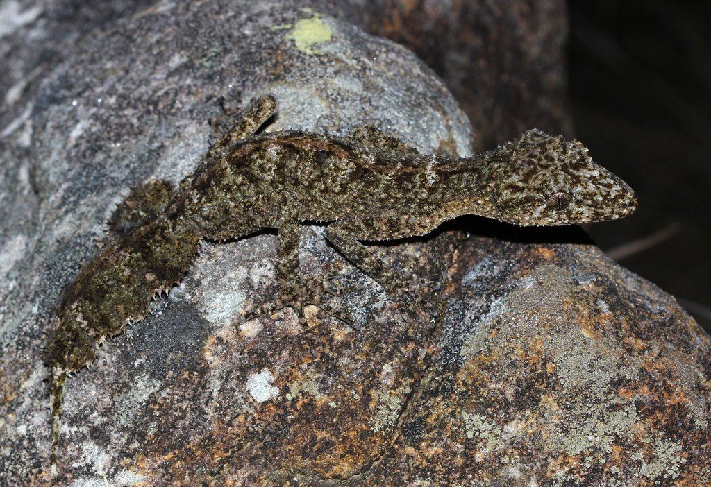 Kate's leaf-tailed gecko
