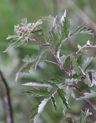 Rubus ludwigii