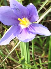 Nemastylis geminiflora
