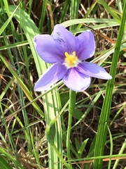 Nemastylis geminiflora