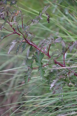Rubus ludwigii