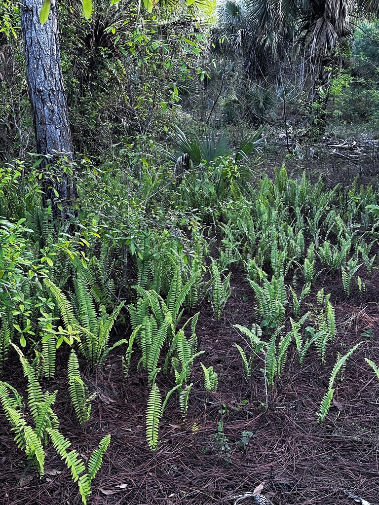 southern sword fern from Ralls Rd, Fort Pierce, FL, US on February 4 ...