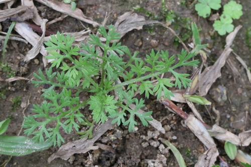 Image of Button Burweed (Soliva anthemifolia) by no rights reserved