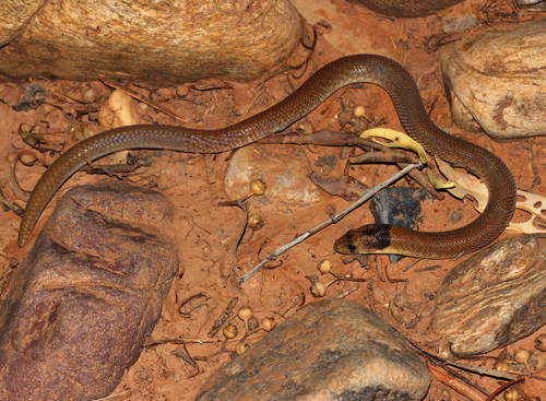 Western hooded scaly-foot (Pygopus nigriceps)
