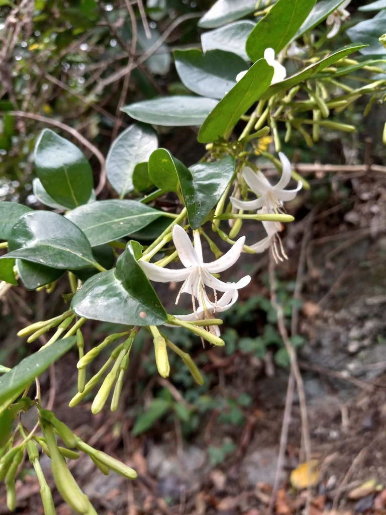 Exostema nitens