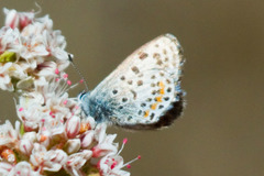 Euphilotes enoptes enoptes