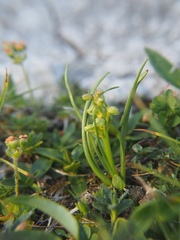 Chamorchis alpina