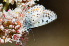 Euphilotes enoptes enoptes