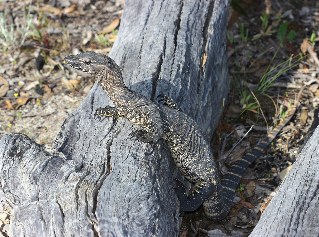 Heath Monitor