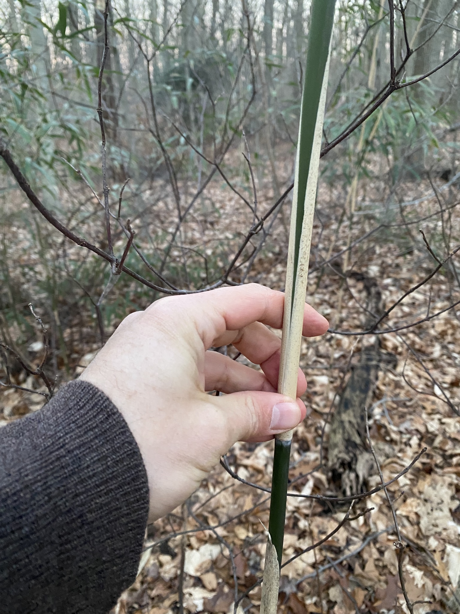 Imagem de Bambu-japonês