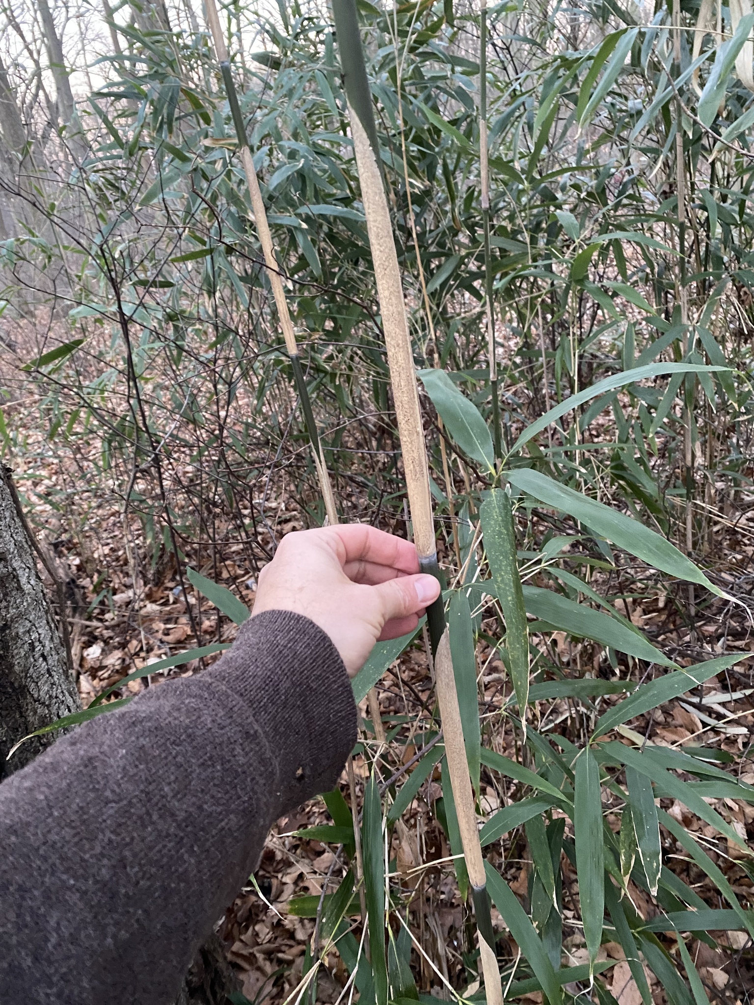 Imagem de Bambu-japonês
