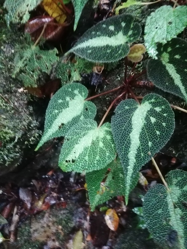 Begonia imperialis