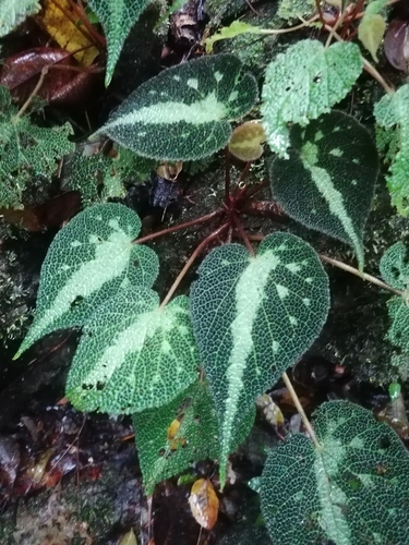 Begonia imperialis, photograph 2