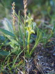 Chamorchis alpina