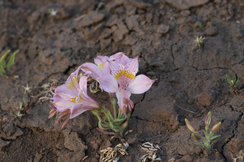 Alstroemeria pallida (Alstroemeria pallida)