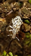 Cyphocleonus dealbatus